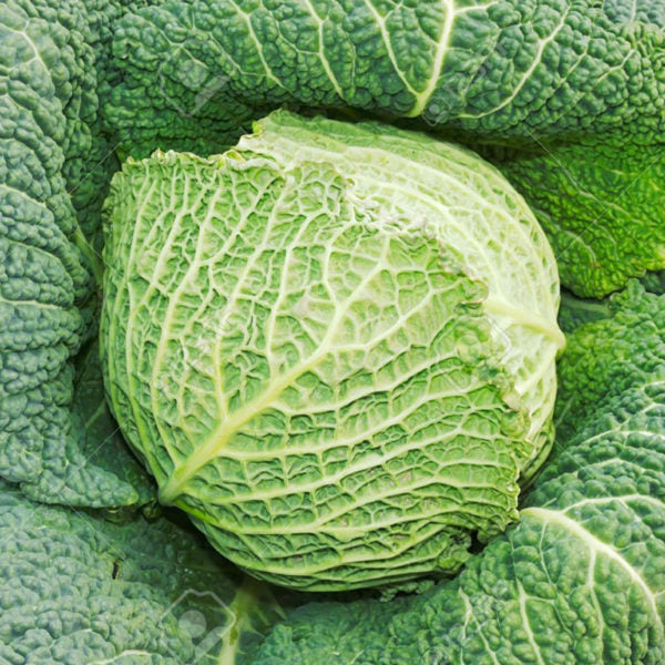Heirloom Savoy Cabbage Seeds