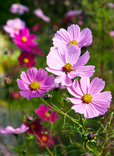 Cosmos Tall Sensation Seeds