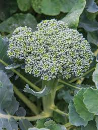 Heirloom Broccoli Waltham Seeds (Can be used for sprouting)
