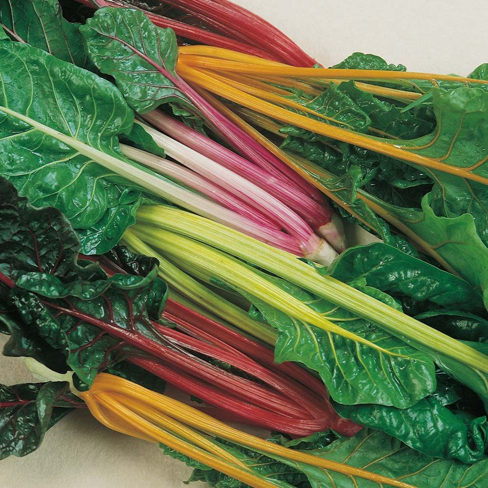Heirloom Silverbeet - Swiss Chard Seeds