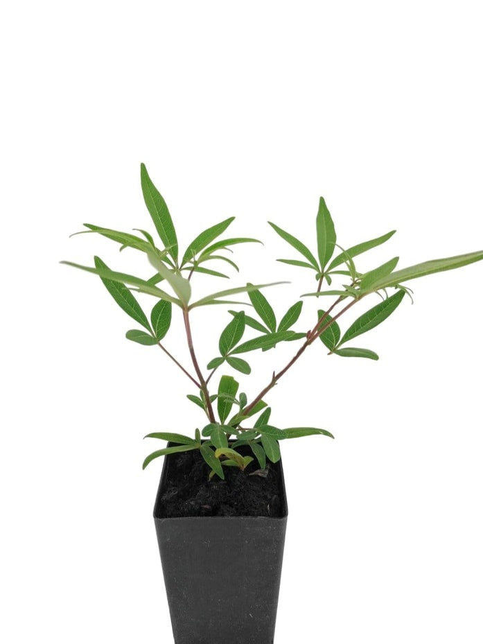 Chaste Tree (100mm pot)