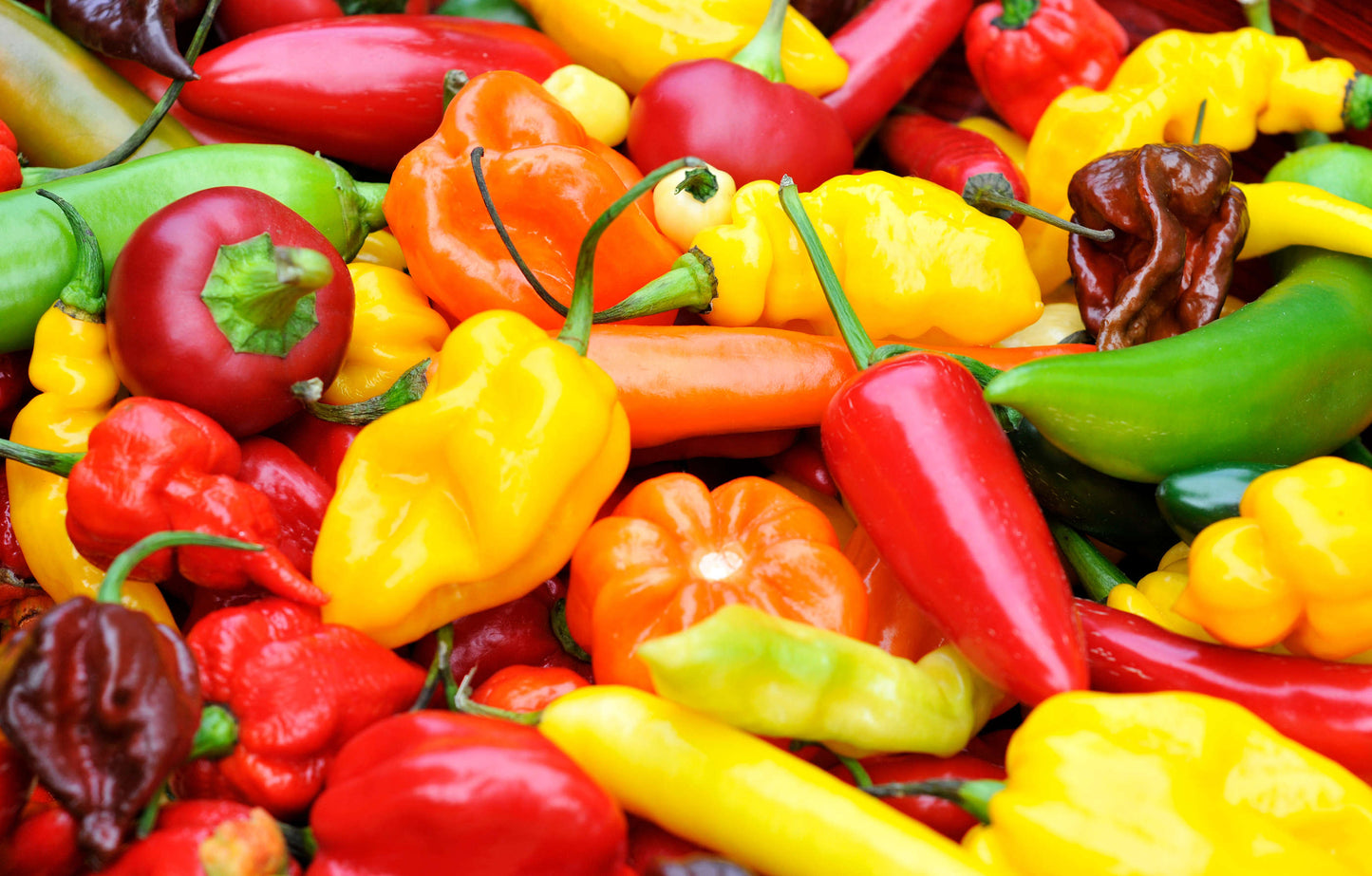 Heirloom Chilli Mixed Seeds