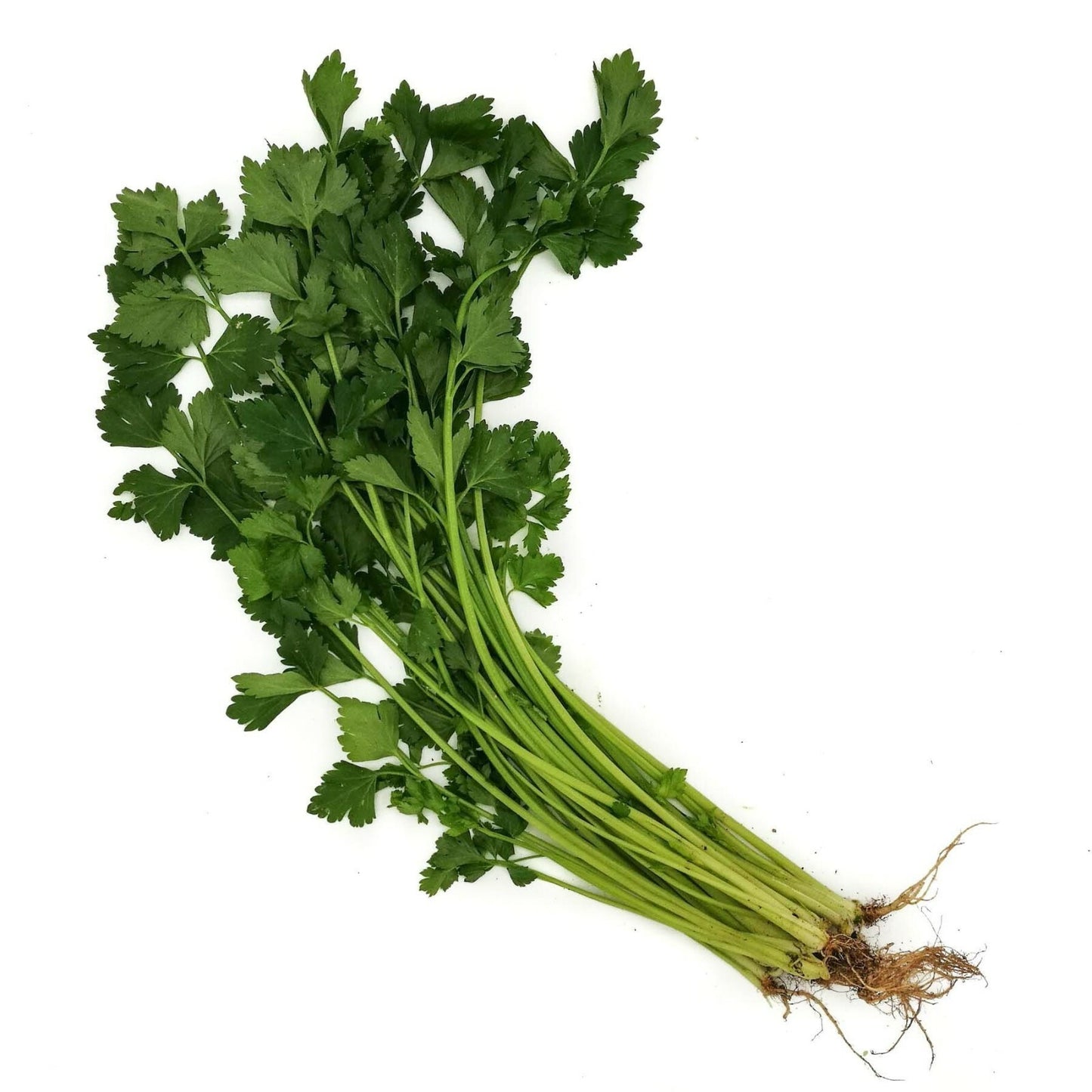 Heirloom Chinese Light Green Celery Seeds