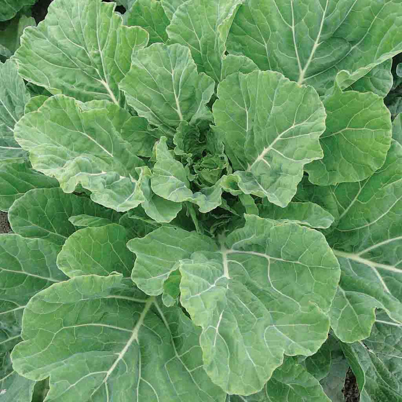 Heirloom Collard Green Seeds