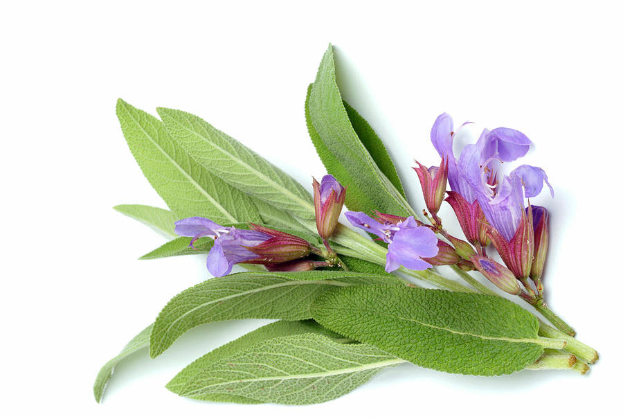 Sage Seeds