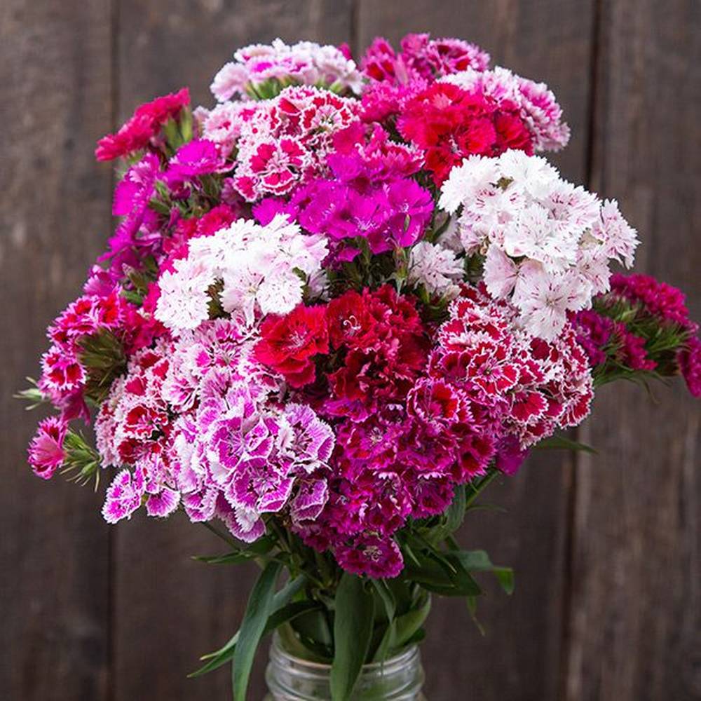Dianthus Gaiety Seeds