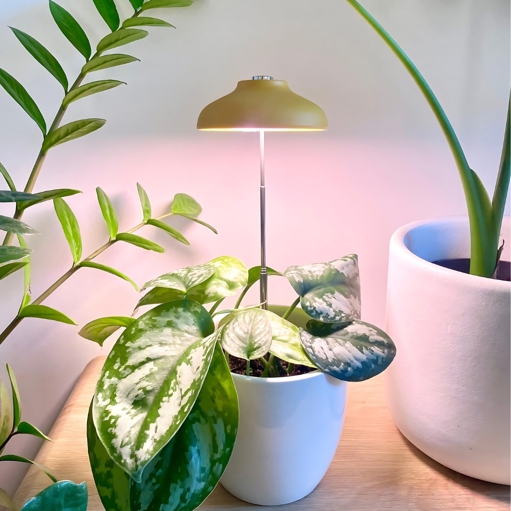 We Are The Wild Instant Sun Grow Lamp