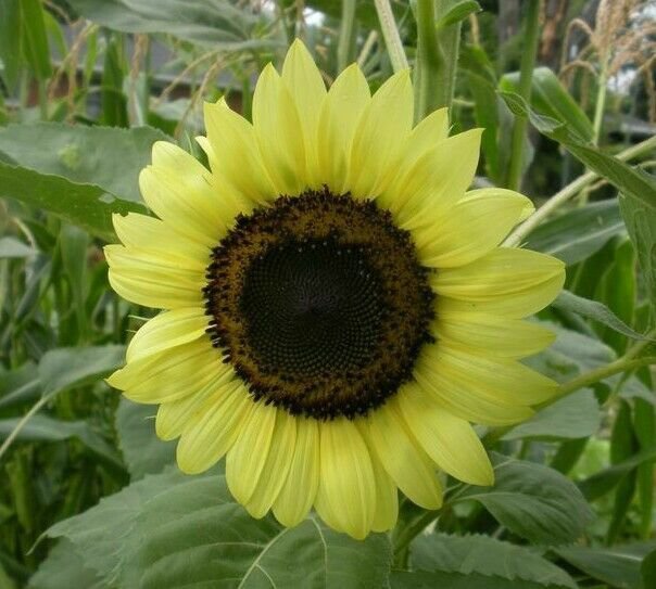 Sunflower- Lemon Rush Seeds