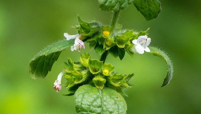 Lemon Balm Seeds
