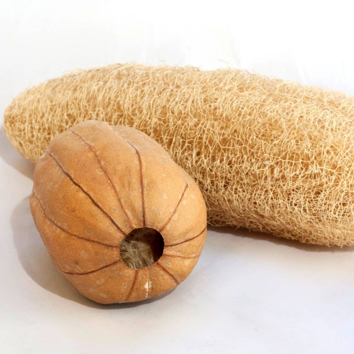 Luffa Gourd Seeds