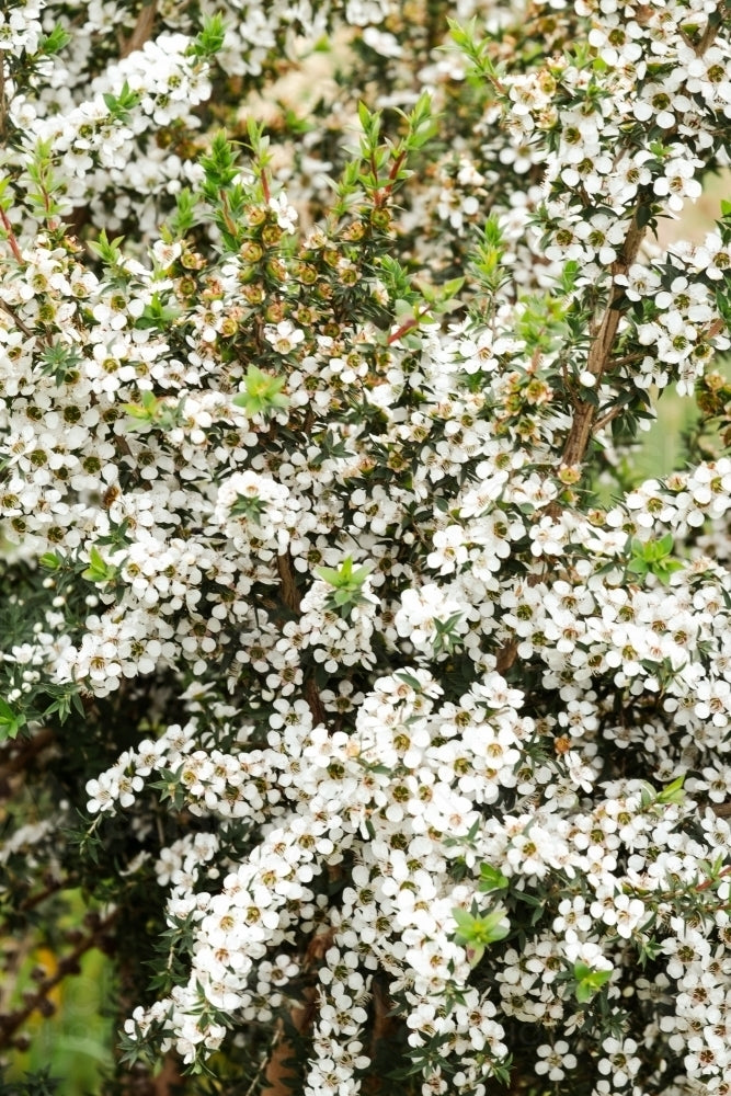 Manuka Honey Tea Tree Seeds