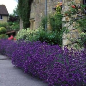 Munstead Lavender Seeds