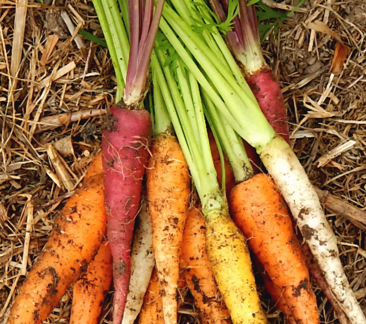 Heirloom Carrots Red, White, Purple & Yellow Seeds