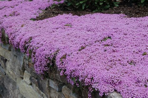 Creeping Thyme Seeds