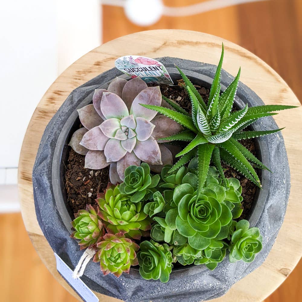 Lava Rock Dino Pot