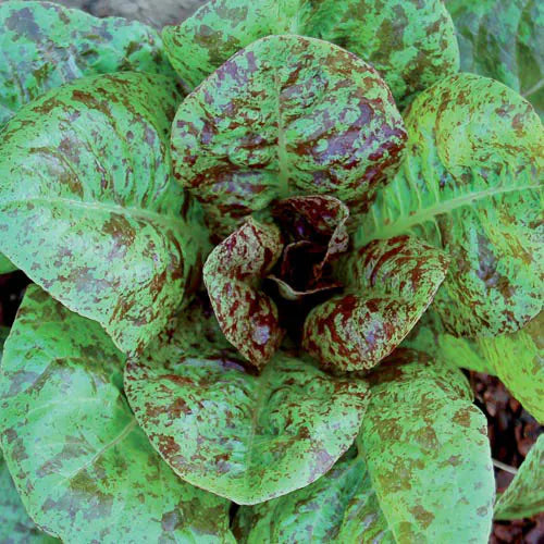 Heirloom Lettuce- Forellenschluss Speckled Trout Seeds