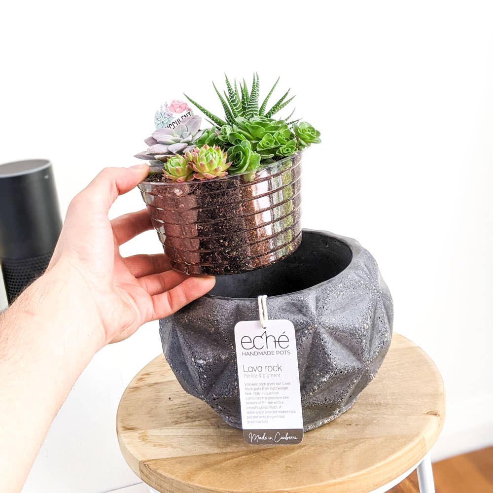 Lava Rock Dino Pot