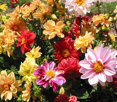 Dahlia Bloody Mary Seeds (Not to Tas WA)