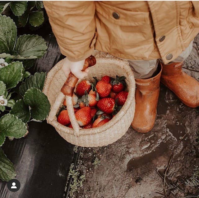 Natural Round basket: Medium