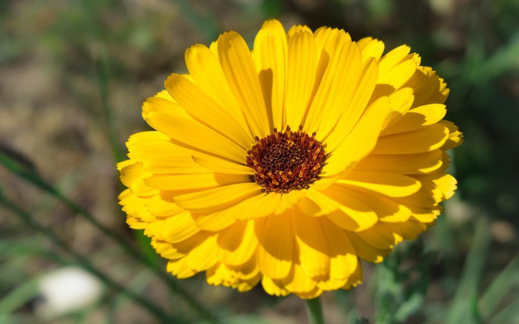 Wild Flower & Herb Mix For Good Bugs (Not to WA or TAS)
