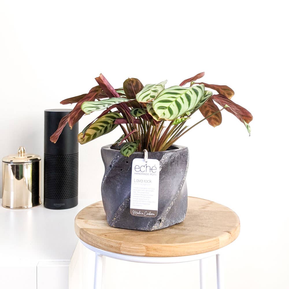 Lava Rock Swirl Pot