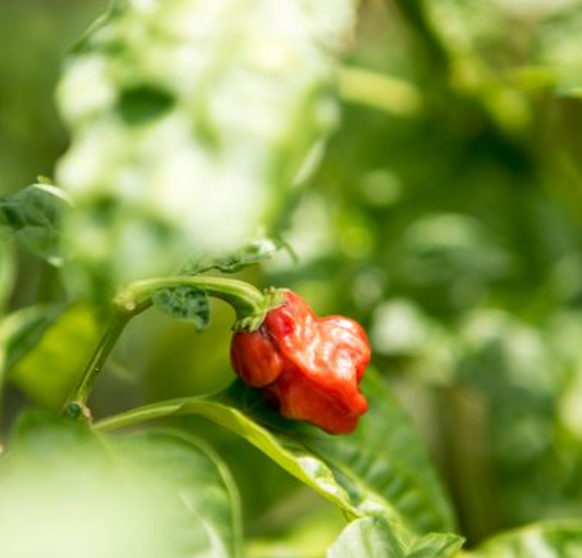 Chilli 'Habanero Mixed' Heirloom Seeds