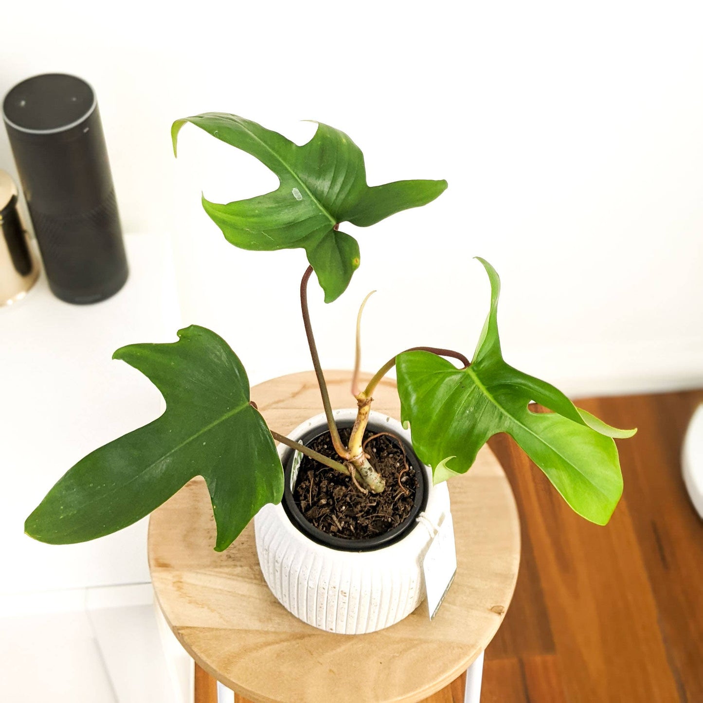 Hemp & Coconut fibre Rib Pot - Handcrafted in Australia