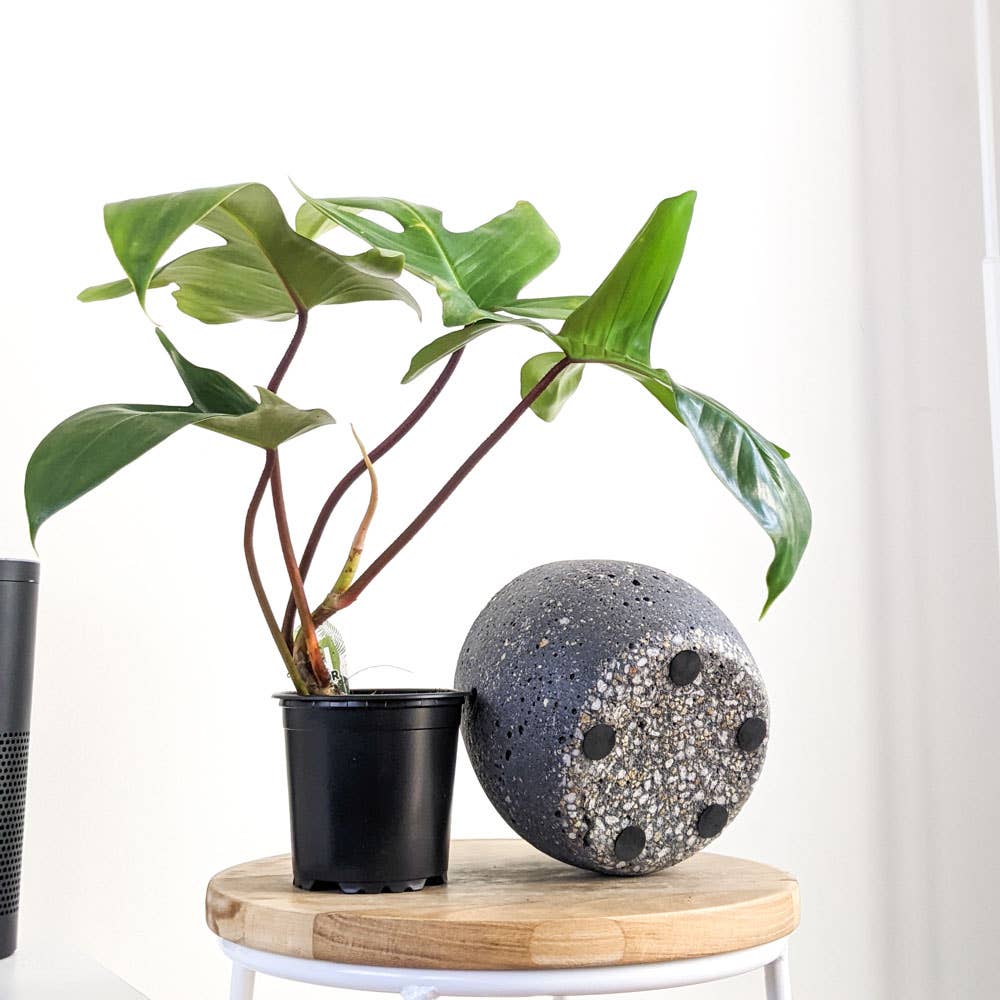 Lava Rock Koala Pot