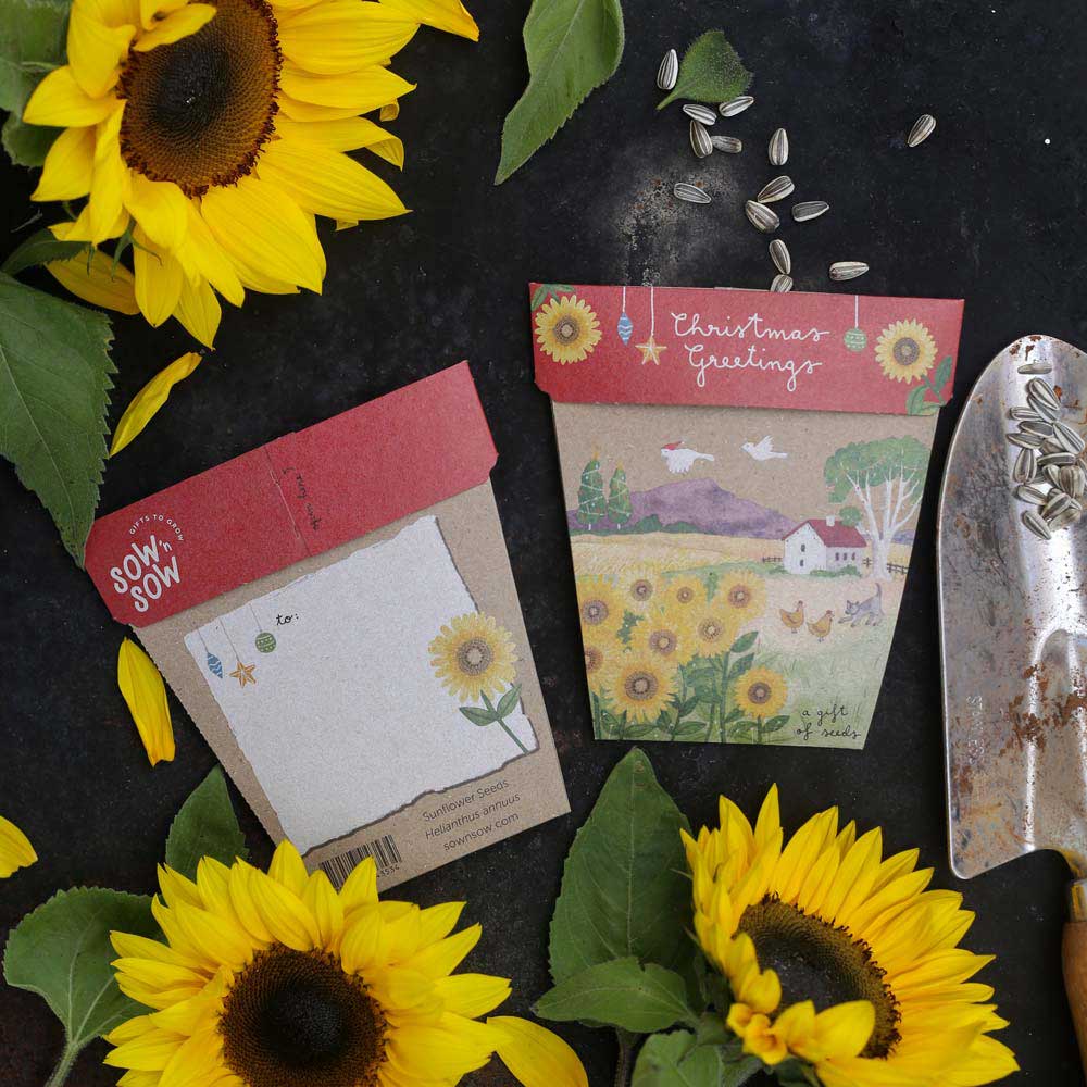 Christmas Card Sunflower Gift of Seeds