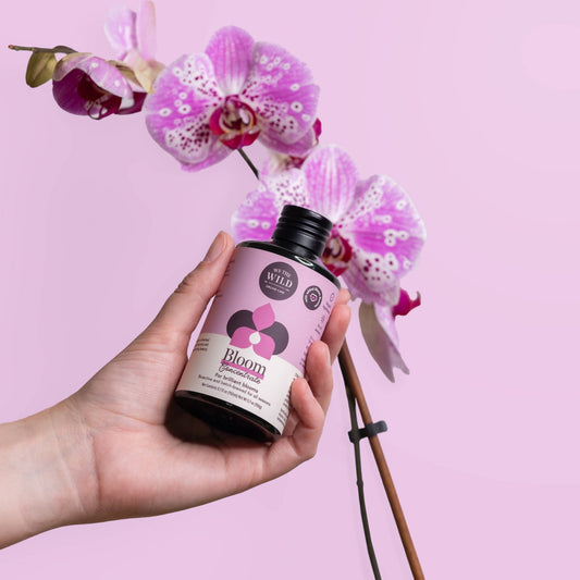 Bloom Concentrate For Orchids