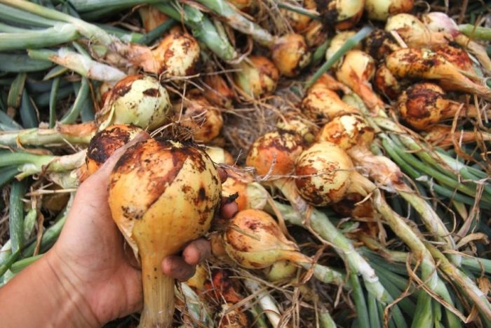 Heirloom Onion Pukeohen Long Keeper