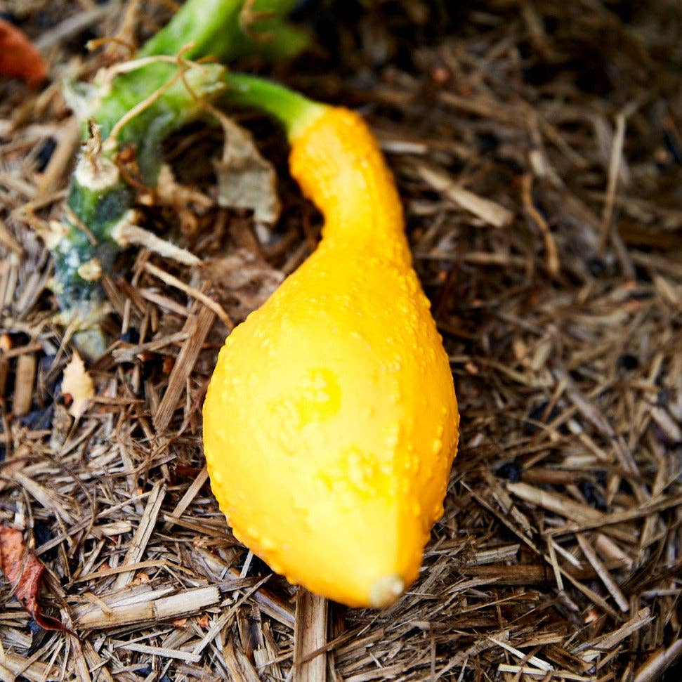 Squash 'Golden Summer Crookneck' Heirloom Seeds