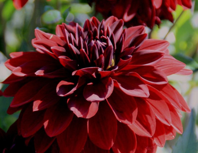 Dahlia Bloody Mary Seeds (Not to Tas WA)