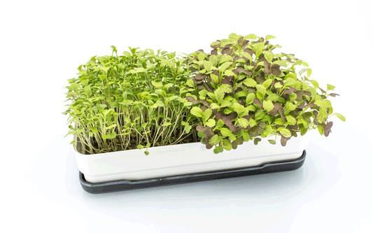 STARTER KIT MICROGREENS: Charcoal