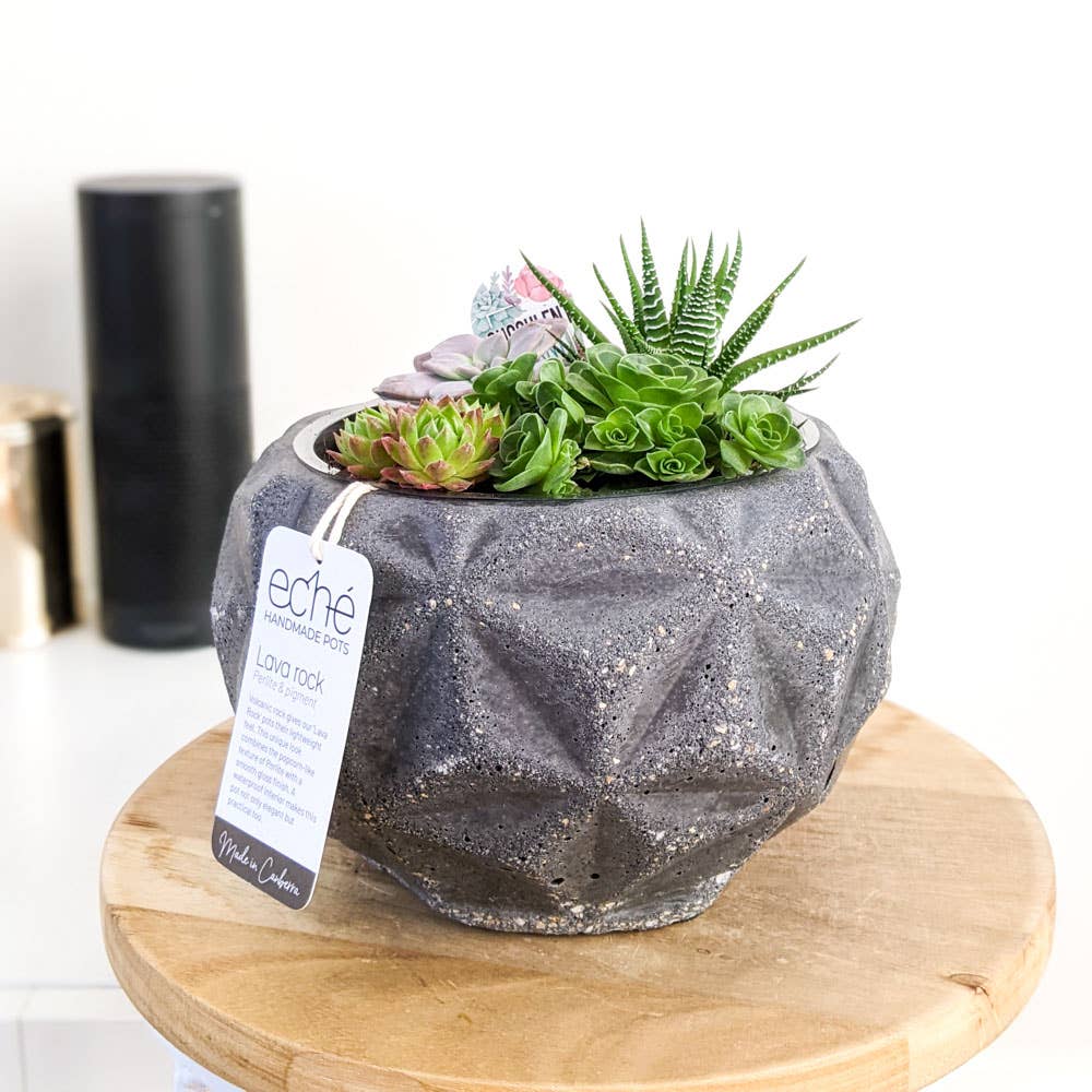 Lava Rock Dino Pot