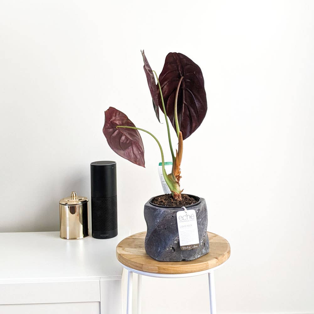 Lava Rock Swirl Pot