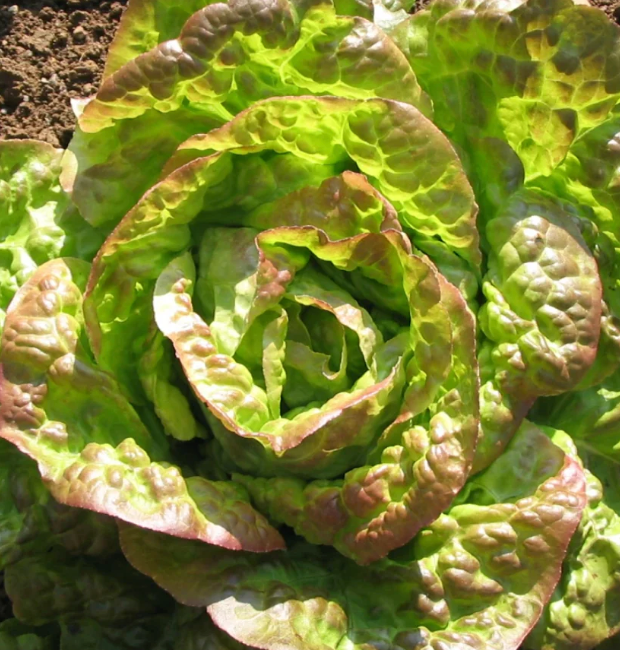 Lettuce 'Mignonette Bronze' Heirloom Seeds