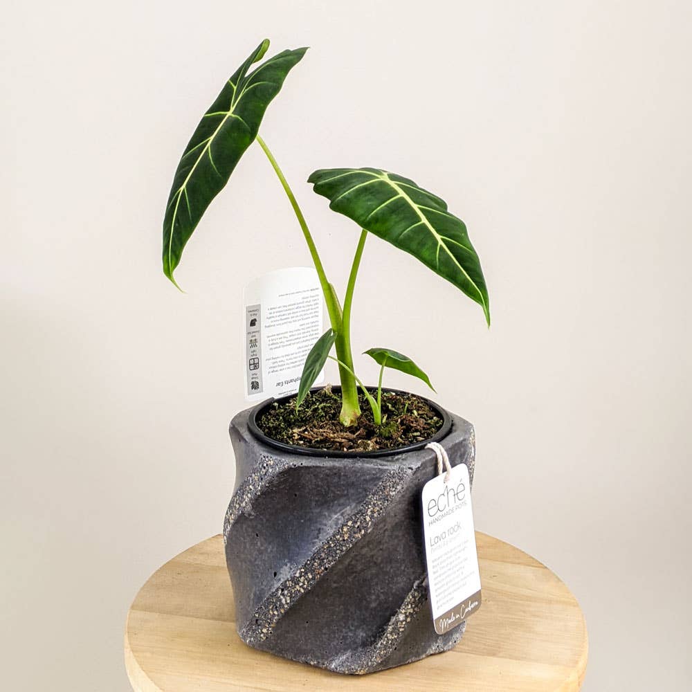 Lava Rock Swirl Pot
