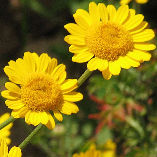 Golden Chamomile Seeds