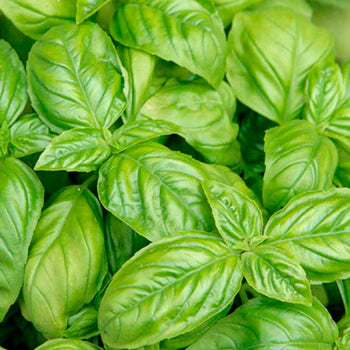 Italian Basil Seeds