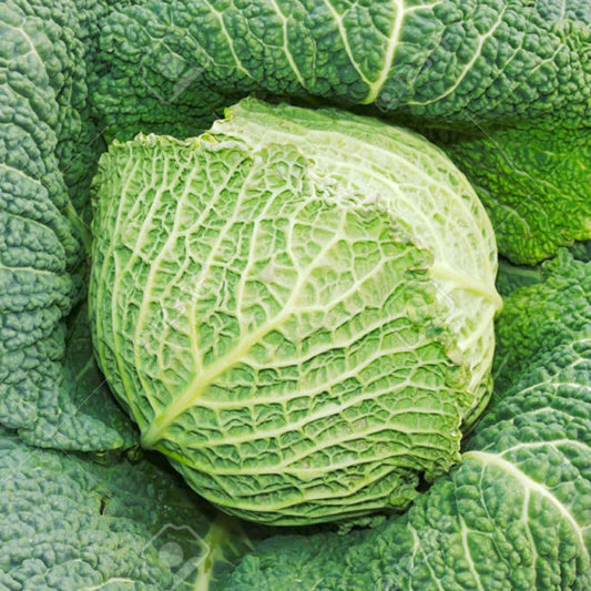 Heirloom Savoy Cabbage Seeds