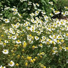 Chamomile German Seeds