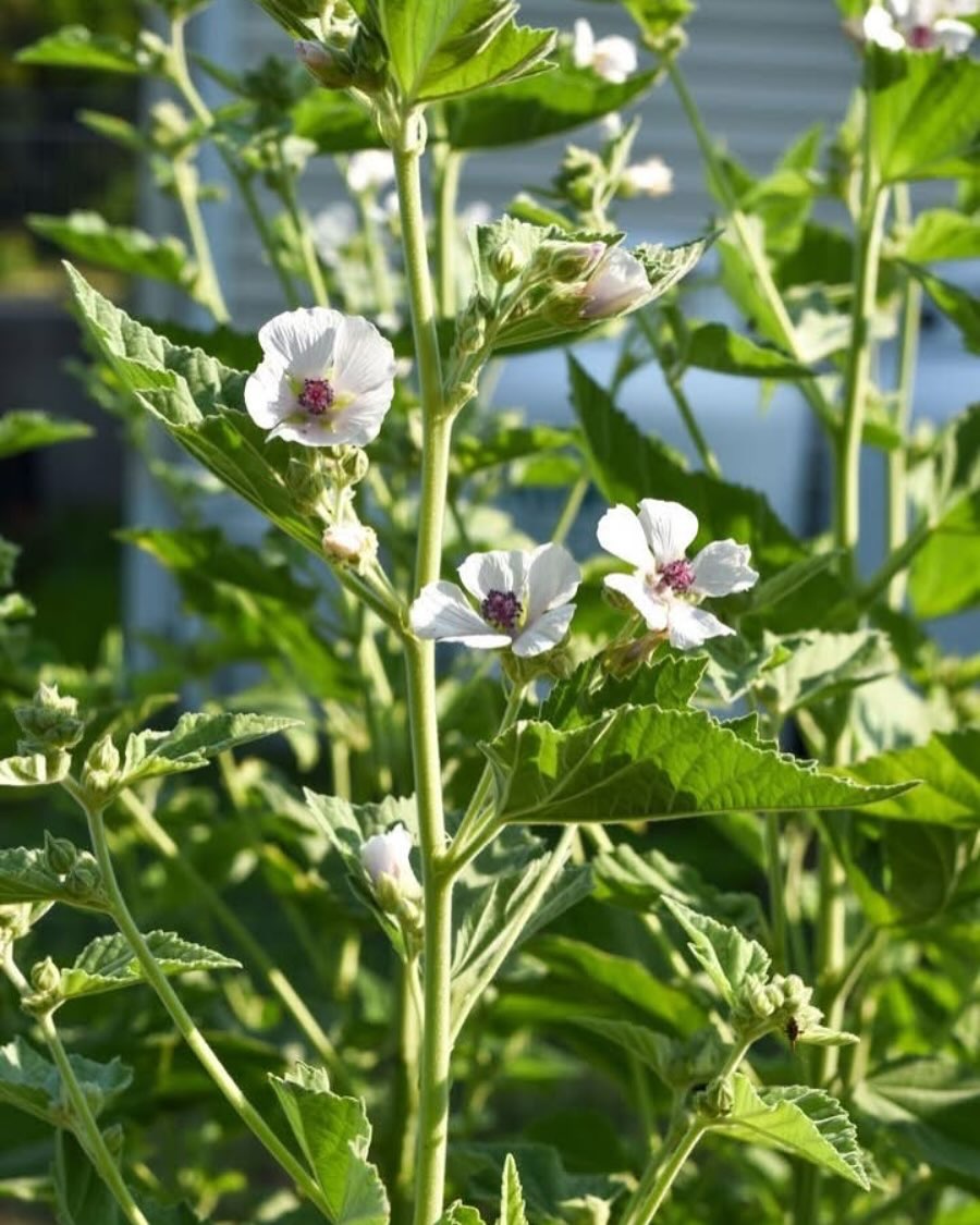 Marshmallow Seeds