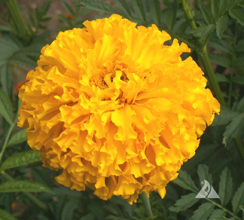 Marigold Crackerjack Seeds