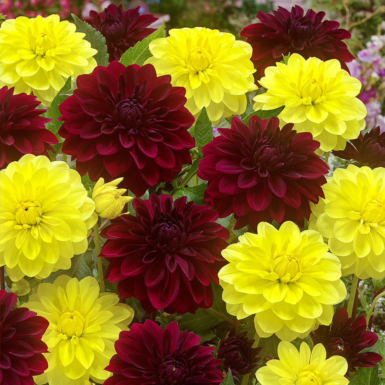 Dahlia Bloody Mary Seeds (Not to Tas WA)