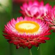 Everlasting Daisy Bright Rose- Strawflower Seeds