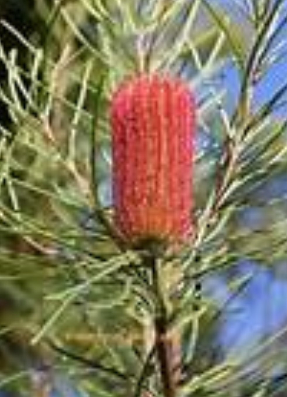 Bonsai Hamper Australian Native Red Swamp Banksia