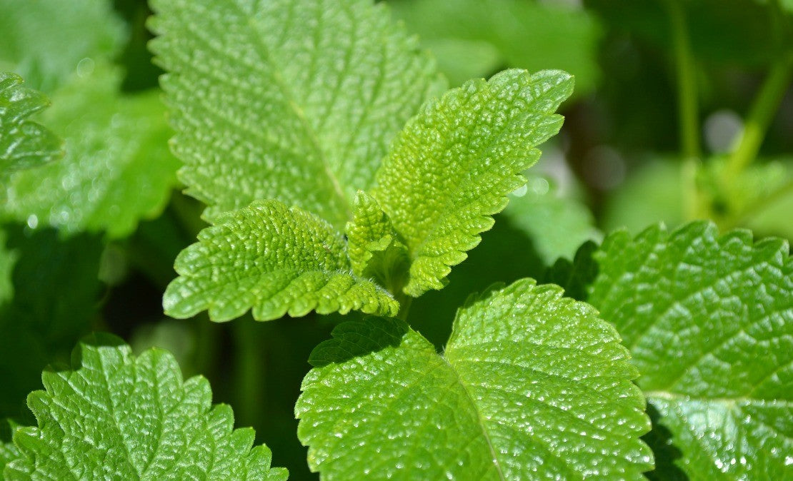 Lemon Balm Seeds