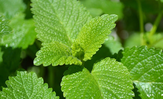 Lemon Balm Seeds