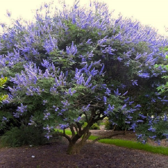 Chaste Tree (100mm pot)